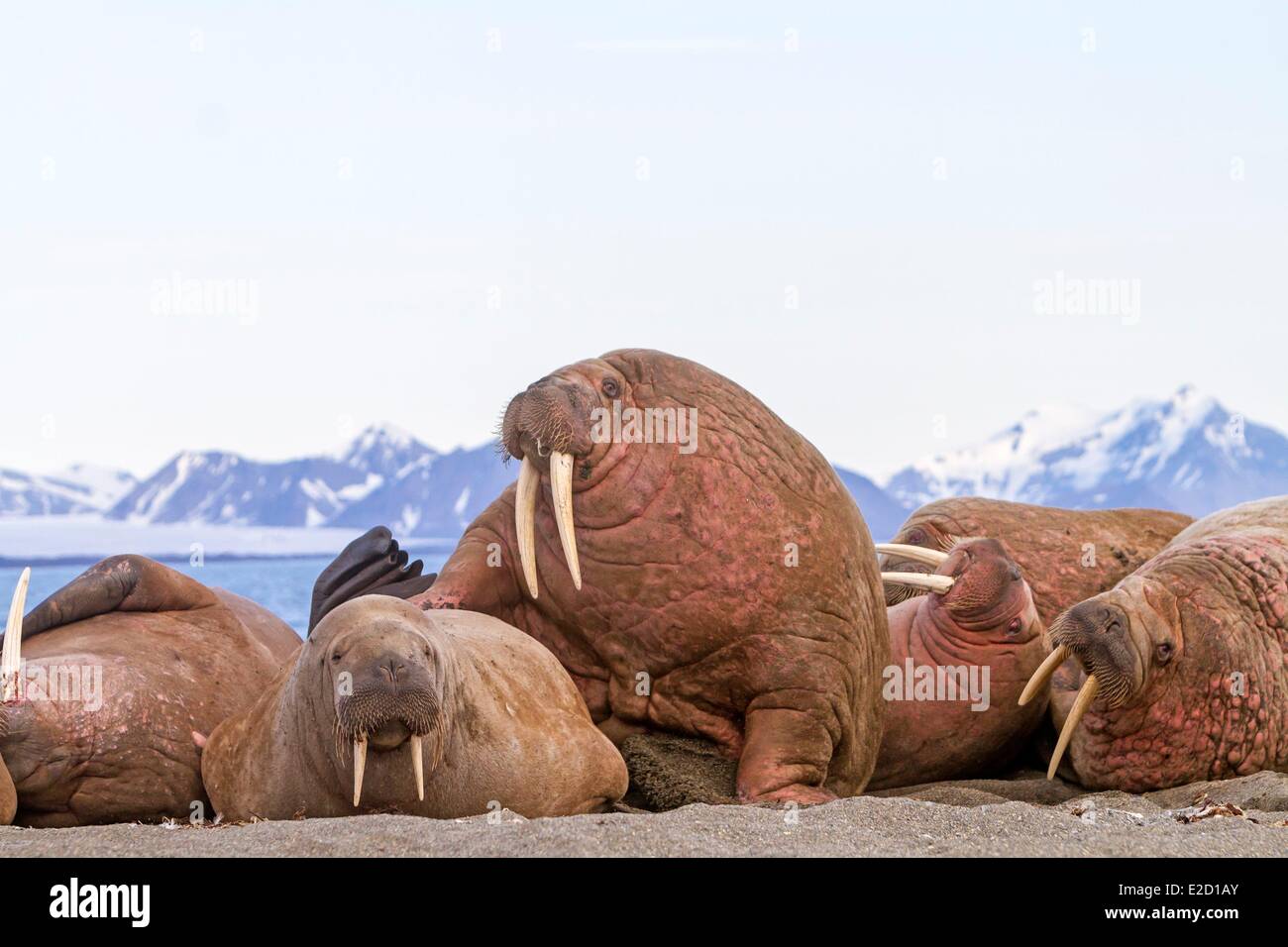 La Norvège Svalbard le morse (Odobenus rosmarus) reposant dans beach colony Banque D'Images La Norvège Svalbard le morse (Odobenus rosmarus) reposant dans beach colony Banque D'Images