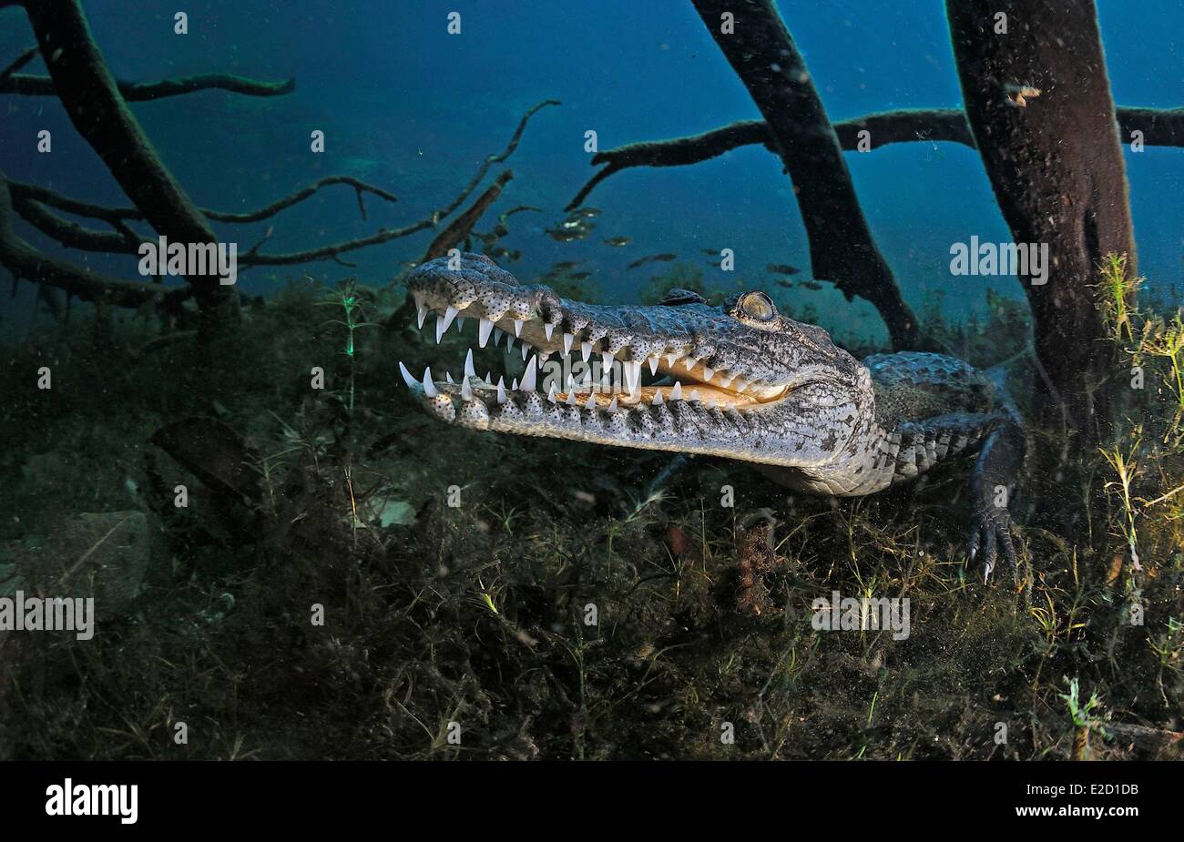 L'état de Quintana Roo Mexique cenote (inondé) grotte de lavage de voiture  Morelet's crocodile (Crocodylus moreletii Photo Stock - Alamy