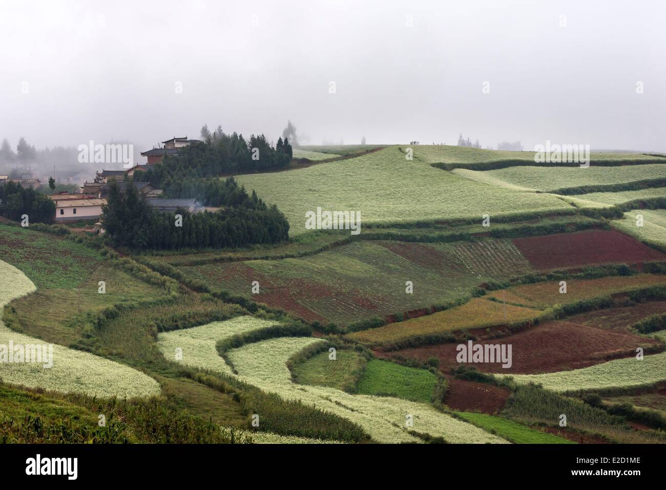 Chine Yunnan Province District Dongchuan terres rouges Lepuao cultures en terrasses Banque D'Images