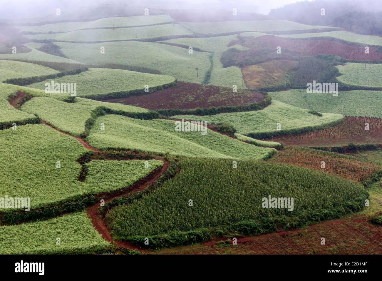 Chine Yunnan Province District Dongchuan terres rouges Lepuao cultures en terrasses Banque D'Images
