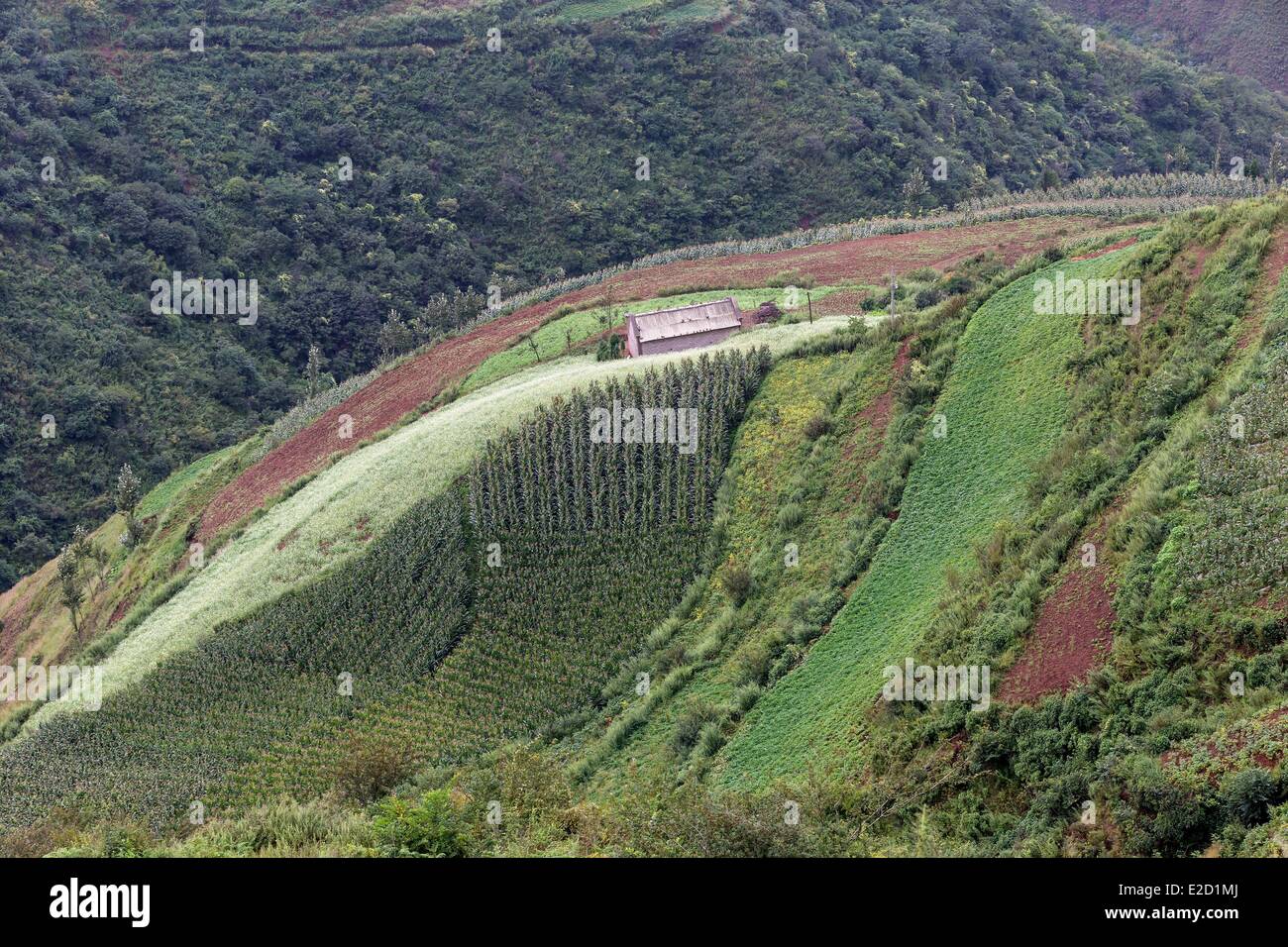 Chine Yunnan Province District Dongchuan Yueliangtian cultures en terrasses Banque D'Images