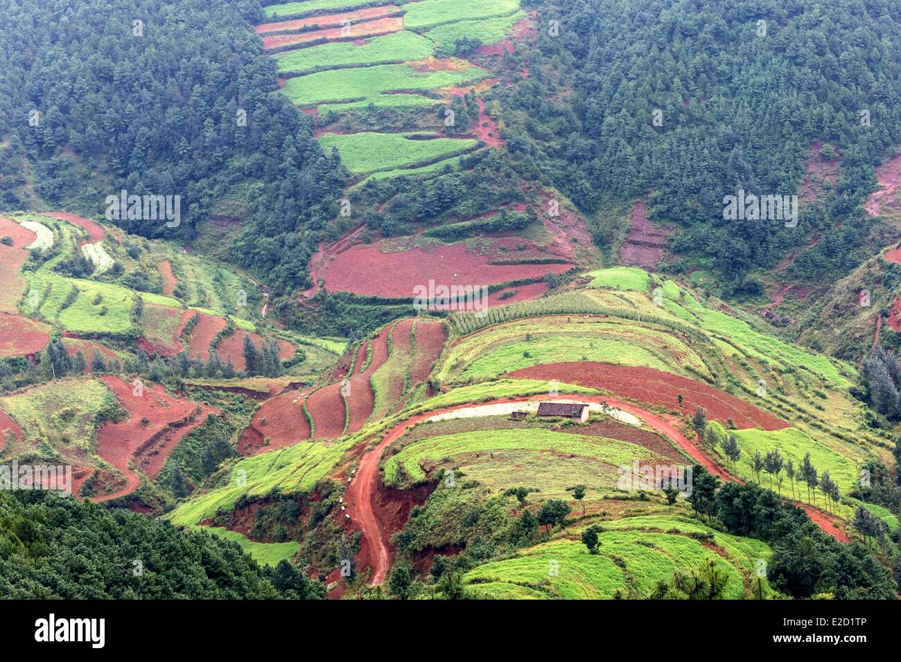 Chine Yunnan Province District Dongchuan Qicaipo cultures en terrasses Banque D'Images