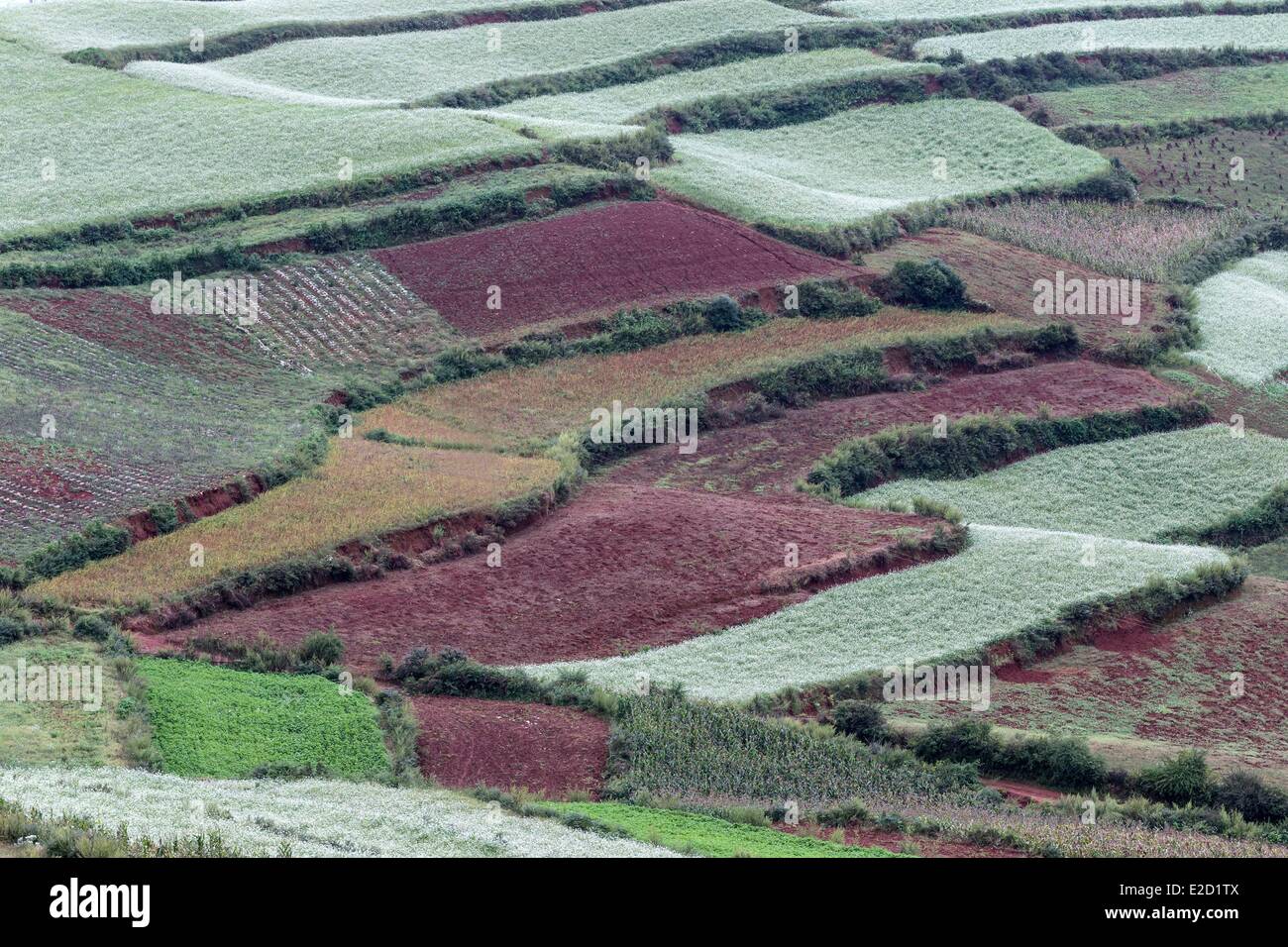Chine Yunnan Province District Dongchuan Lepuao cultures en terrasses Banque D'Images