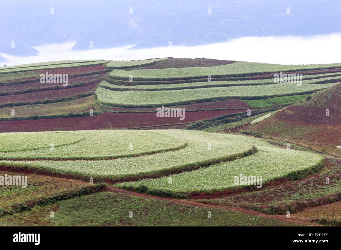 Chine Yunnan Province District Dongchuan terres rouges Guoditang cultures en terrasses Banque D'Images