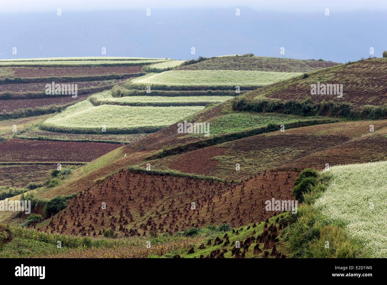 Chine Yunnan Province District Dongchuan terres rouges Xiguadi cultures en terrasses Banque D'Images