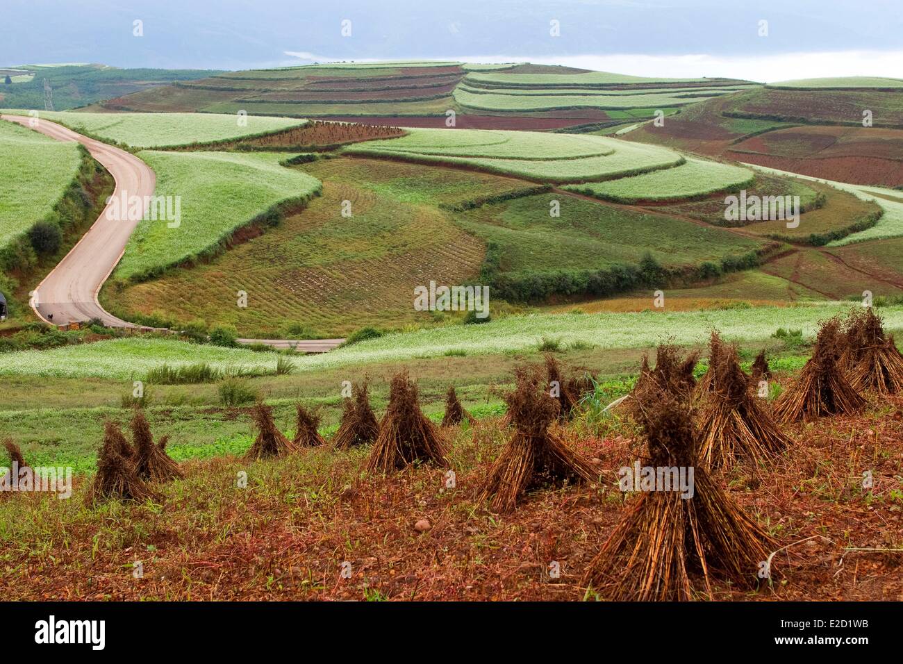 Chine Yunnan Province District Dongchuan terres rouges Guoditang cultures en terrasses Banque D'Images