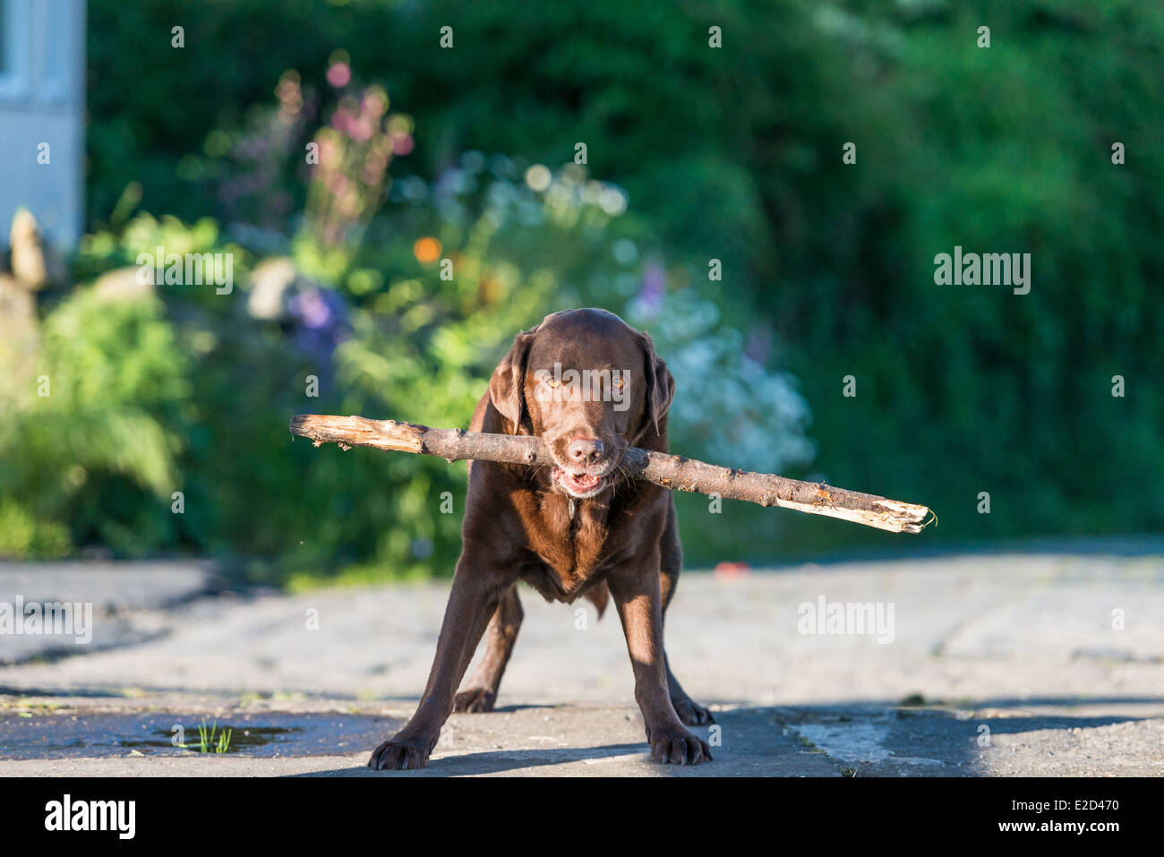 Labrador chocolat avec un bâton dans sa bouche Banque D'Images