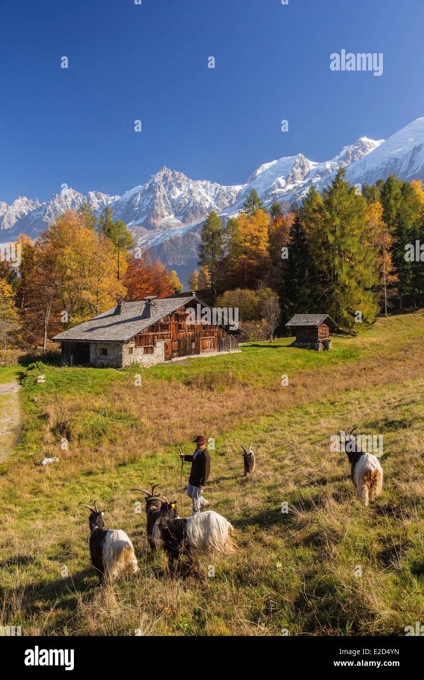 France Haute Savoie Les Houches berger avec ses chèvres des glaciers dans le hameau d'alpage de Charousse Banque D'Images