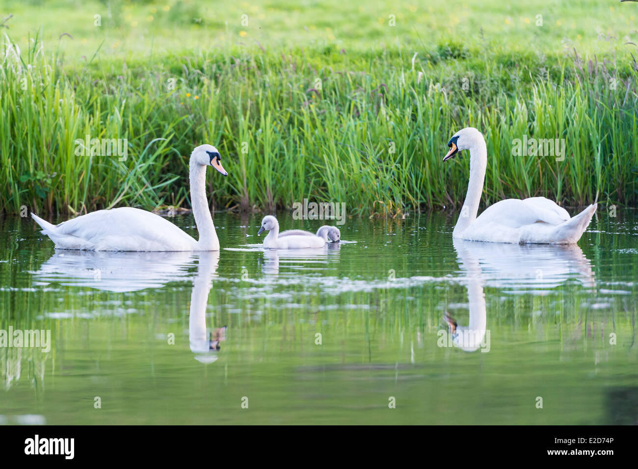 Deux cygnes nageant dans le canal d'alimentation avec deux Cygnets Banque D'Images