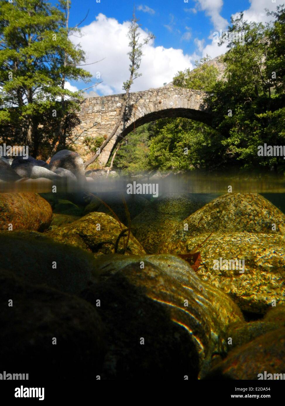 France, Haute Corse, Niolu (Niolo) région, pont génois de Murricciolu et au-dessous de la rivière Calasima Banque D'Images