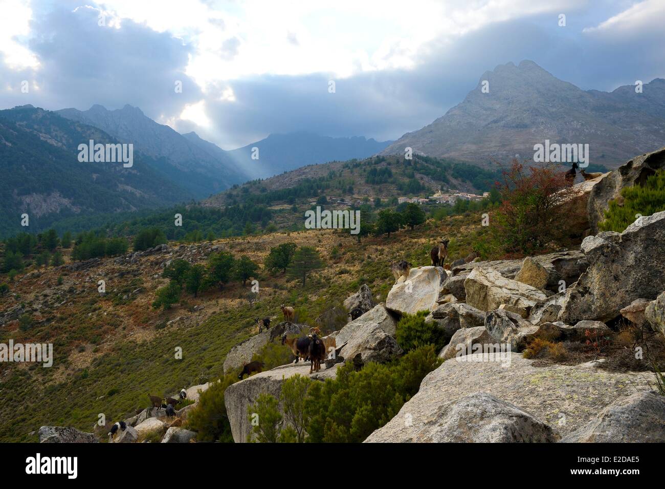 France, Haute Corse, Niolu (Niolo) région, troupeaux de chèvres à côté de Calasima plus haut village de Corse (1 095m) Banque D'Images