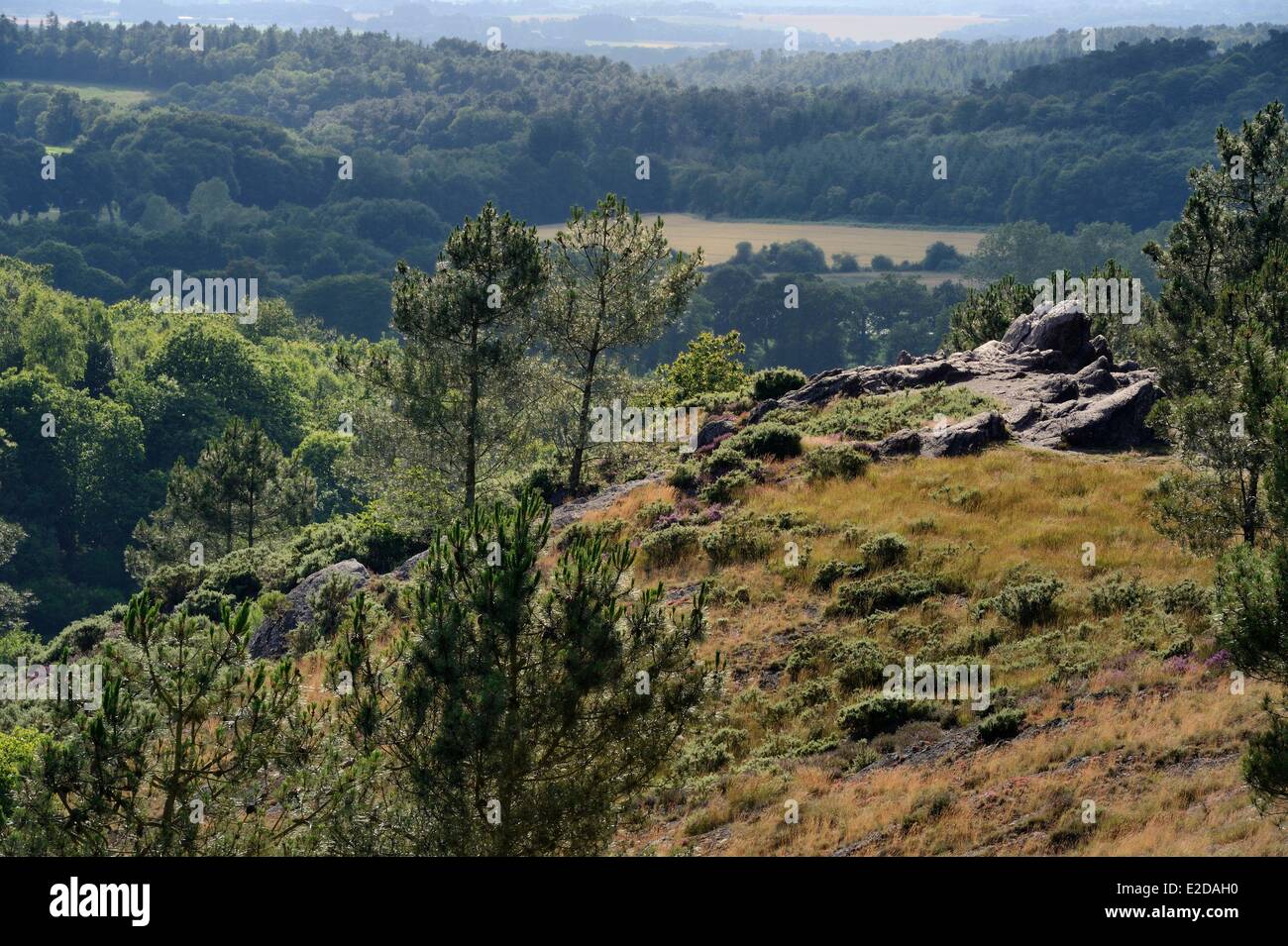 France Morbihan forêt de Brocéliande Trehorenteuc heath dans le Val sans retour (Val sans retour) Banque D'Images