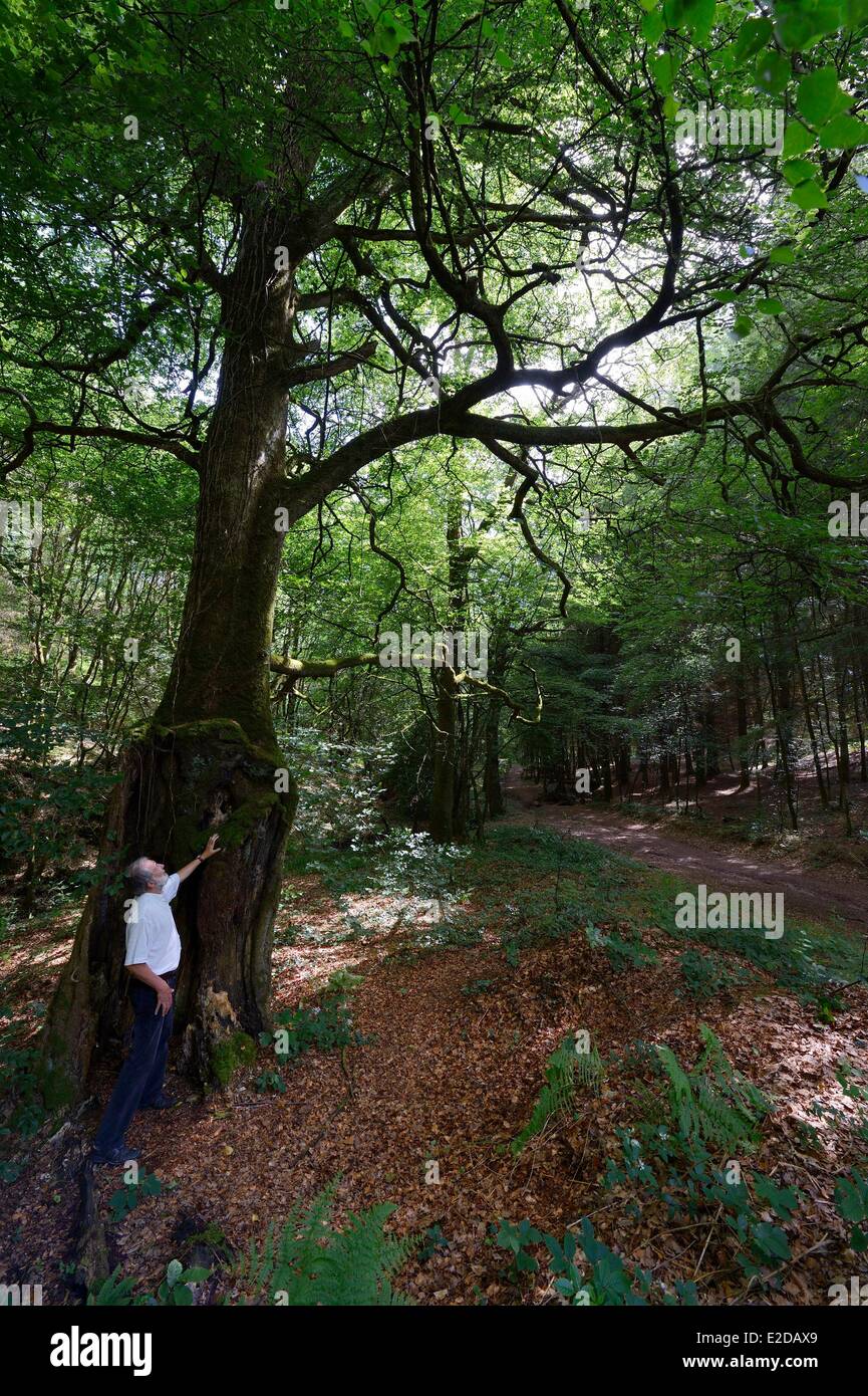 France Morbihan forêt de Brocéliande Trehorenteuc très vieux chêne arbre dans le Val sans retour (Val sans retour) Banque D'Images