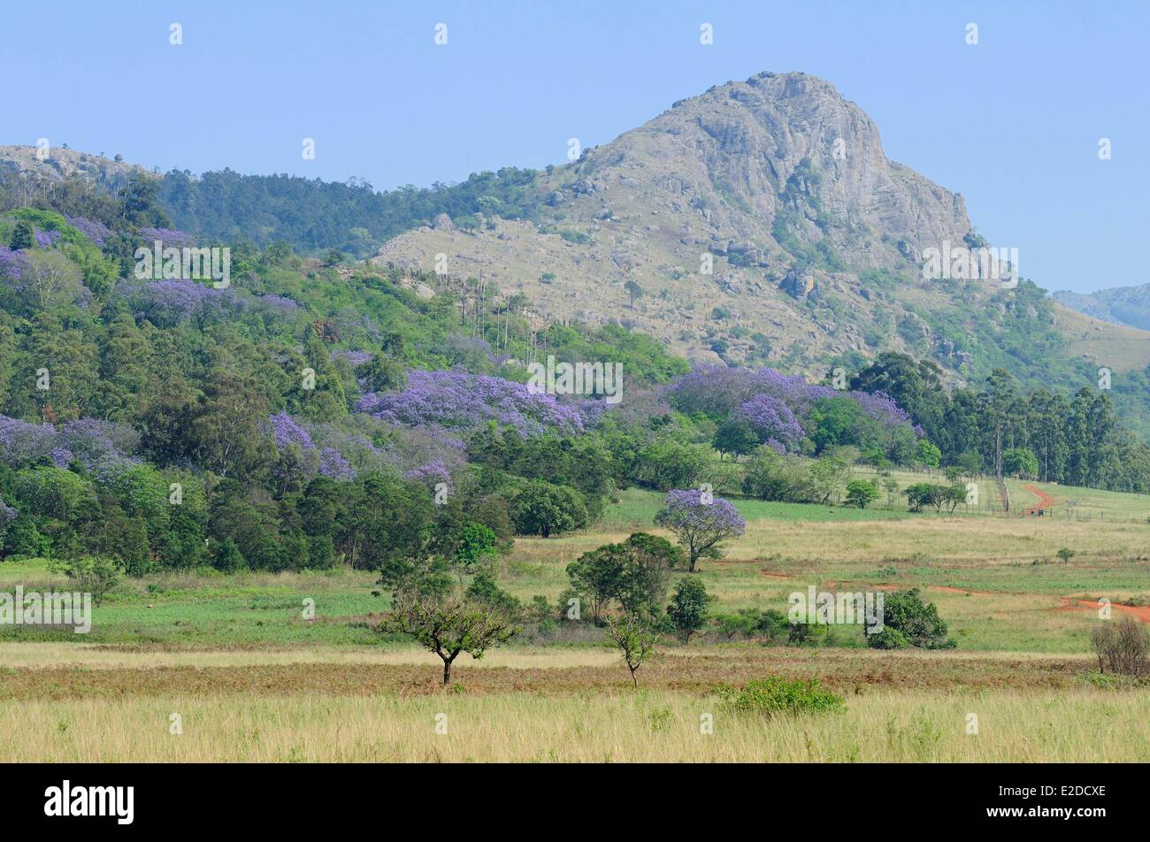 District de la vallée d'Ezulwini Swaziland Hhohho (vallée du ciel) Mlilwane Wildlife Sanctuary jacaranda en fleurs et l'exécution Banque D'Images