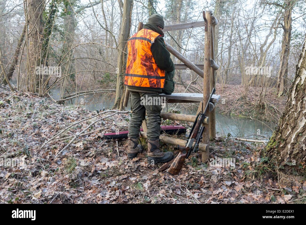 France Bas Rhin Rhin la chasse au gros gibier des forêts Photo Stock - Alamy
