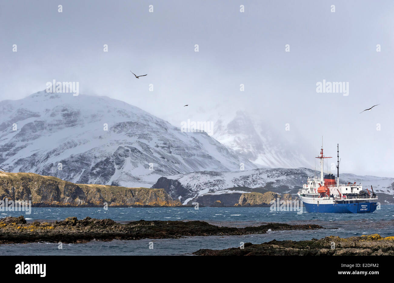 L'île de Géorgie du Sud Antarctique Île Prion Nidification site pour albatros errant Banque D'Images