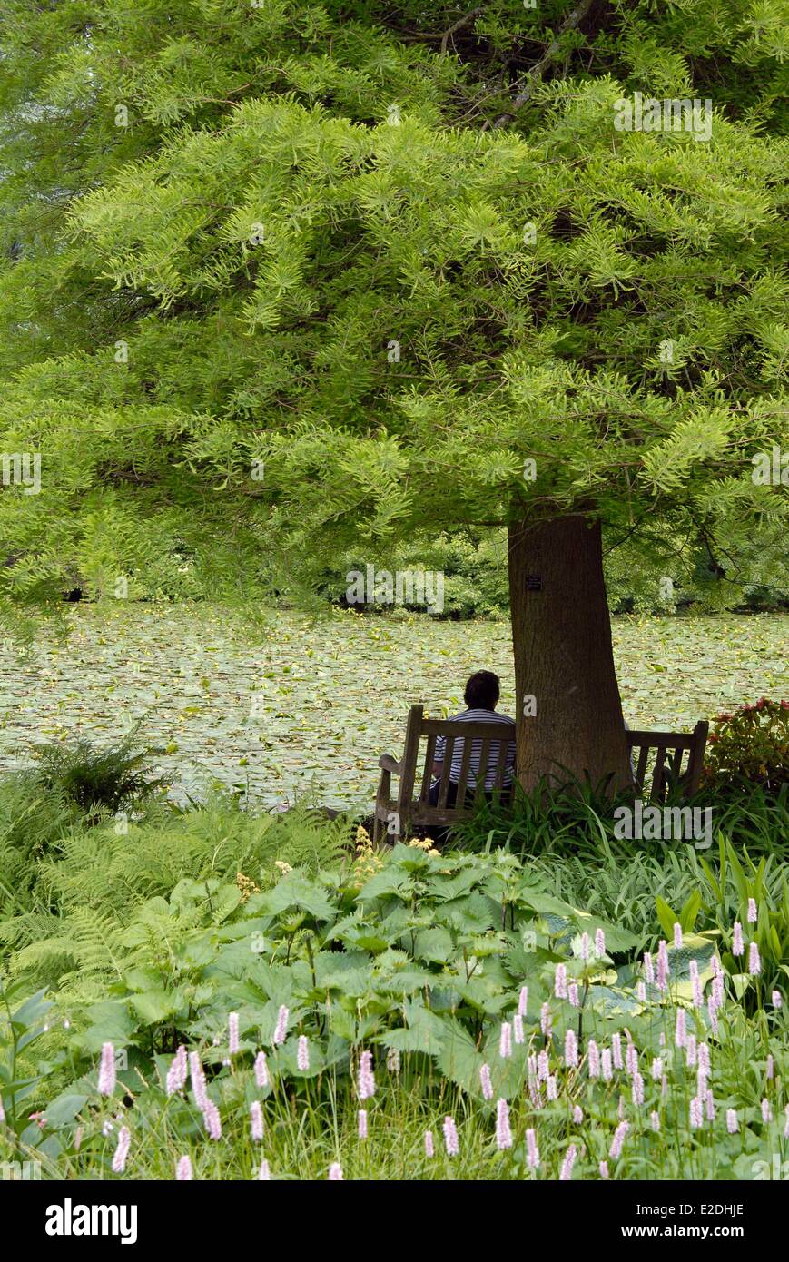 Comté de Carlow Irlande Tullow Altamont Gardens un mélange de jardin formel et sauvage homme seul retour assis sur un banc lake Banque D'Images Comté de Carlow Irlande Tullow Altamont Gardens un mélange de jardin formel et sauvage homme seul retour assis sur un banc lake Banque D'Images