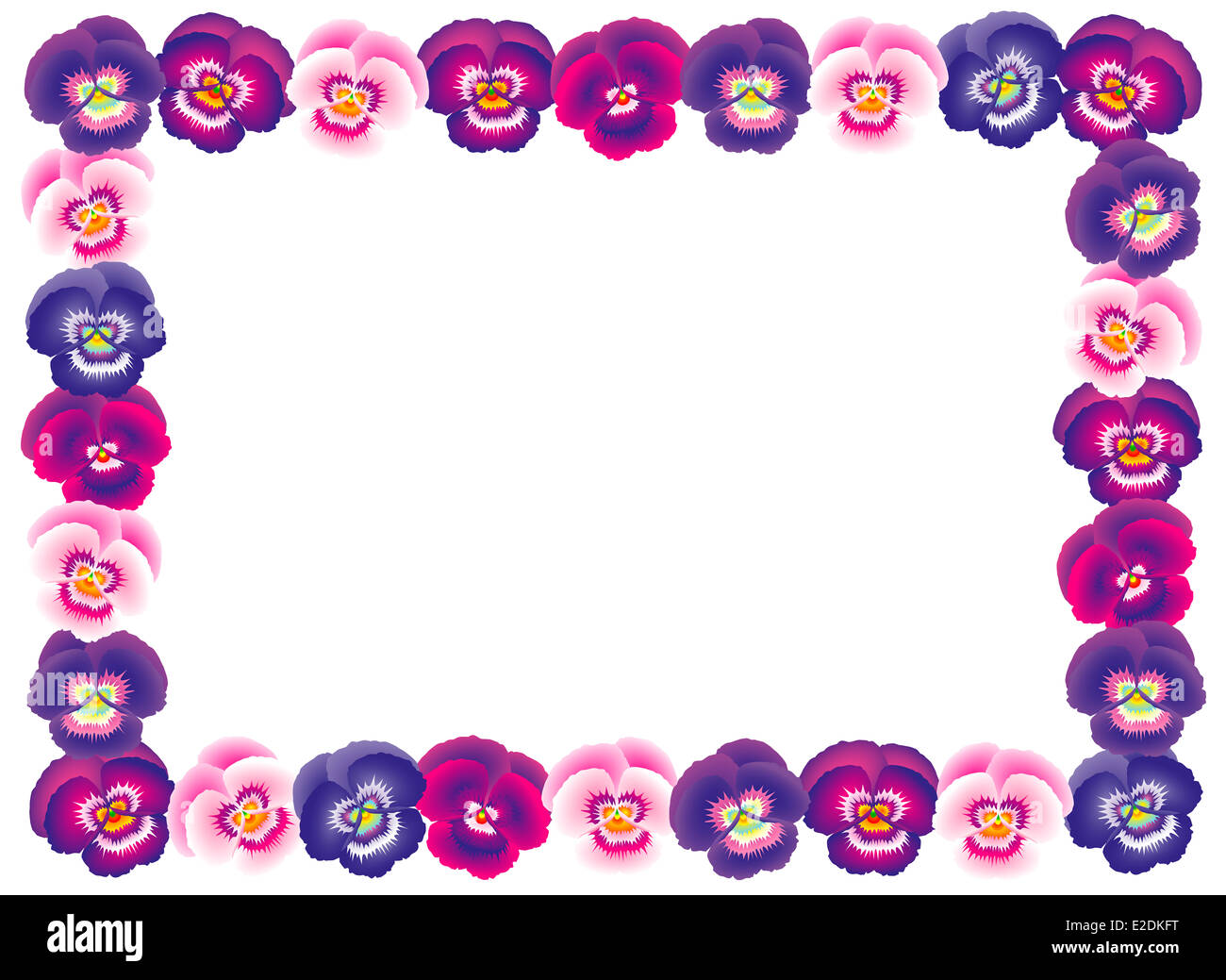 Pansy rose horizontal frame. Banque D'Images