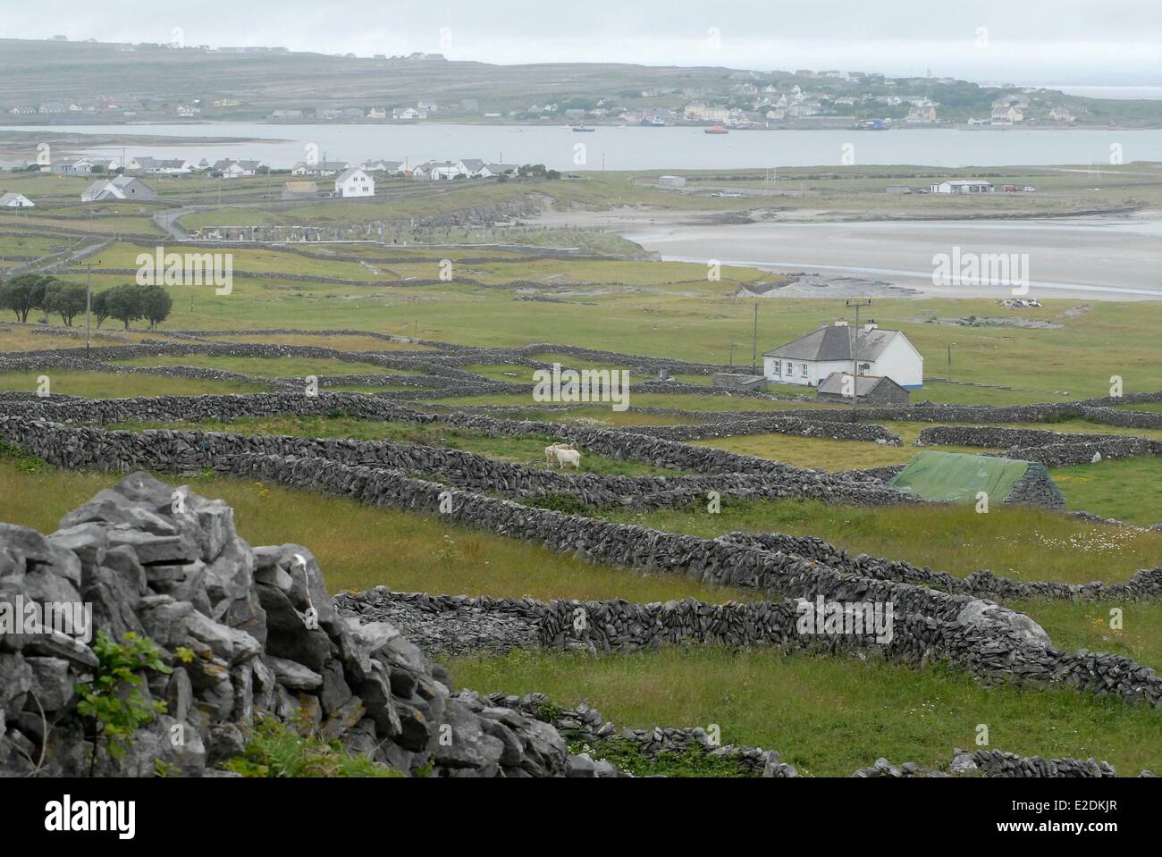 Comté de Galway Irlande îles Aran Inishmore Le Kilronan murs en pierre sèche Banque D'Images