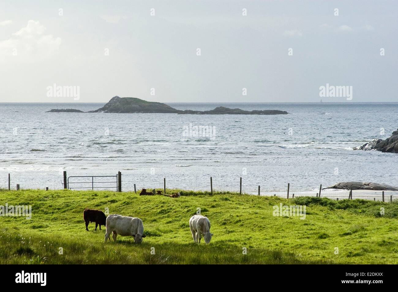 Comté de Galway Irlande Clifden Connemara salon décor du Sky Road trois vaches dans un pré au bord de la mer Banque D'Images