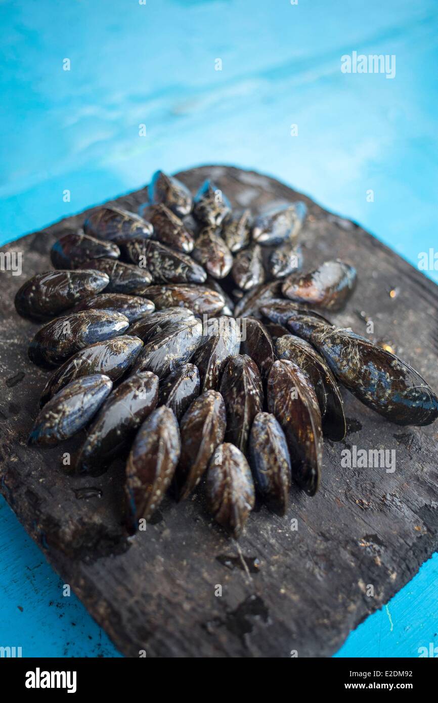 Moule Aiguilles De Pin
