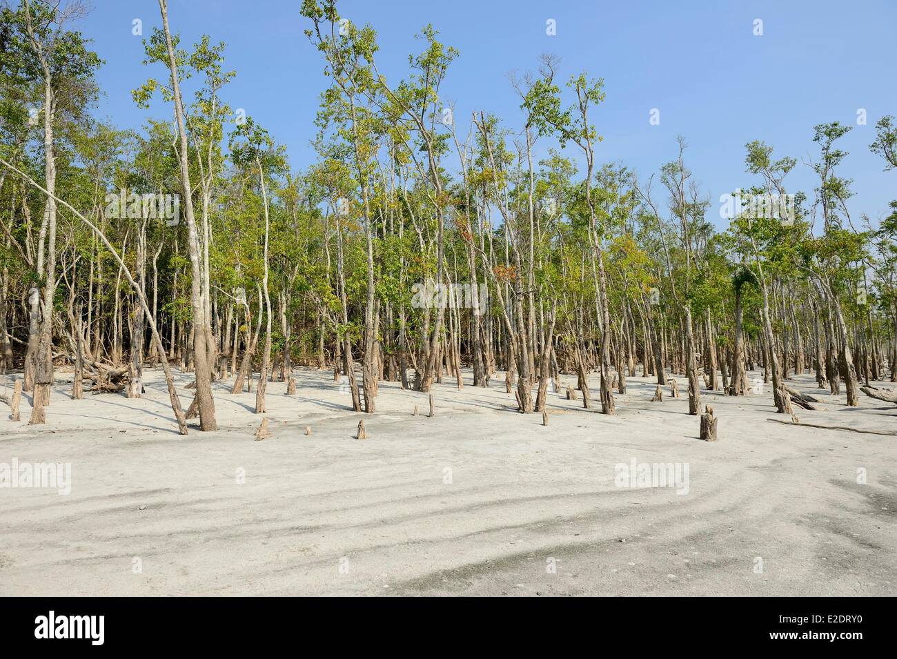 Les Sundarbans au Bangladesh classé au Patrimoine Mondial de l'UNESCO est l'une des plus grandes forêts de mangroves (140 000 ha) Banque D'Images