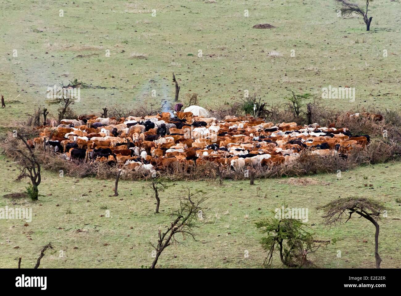 Le Kenya Masai Mara la réserve nationale de Masai Mara Conservancy (Masai) Maasai boma et Mboma ou clôture vaches Banque D'Images