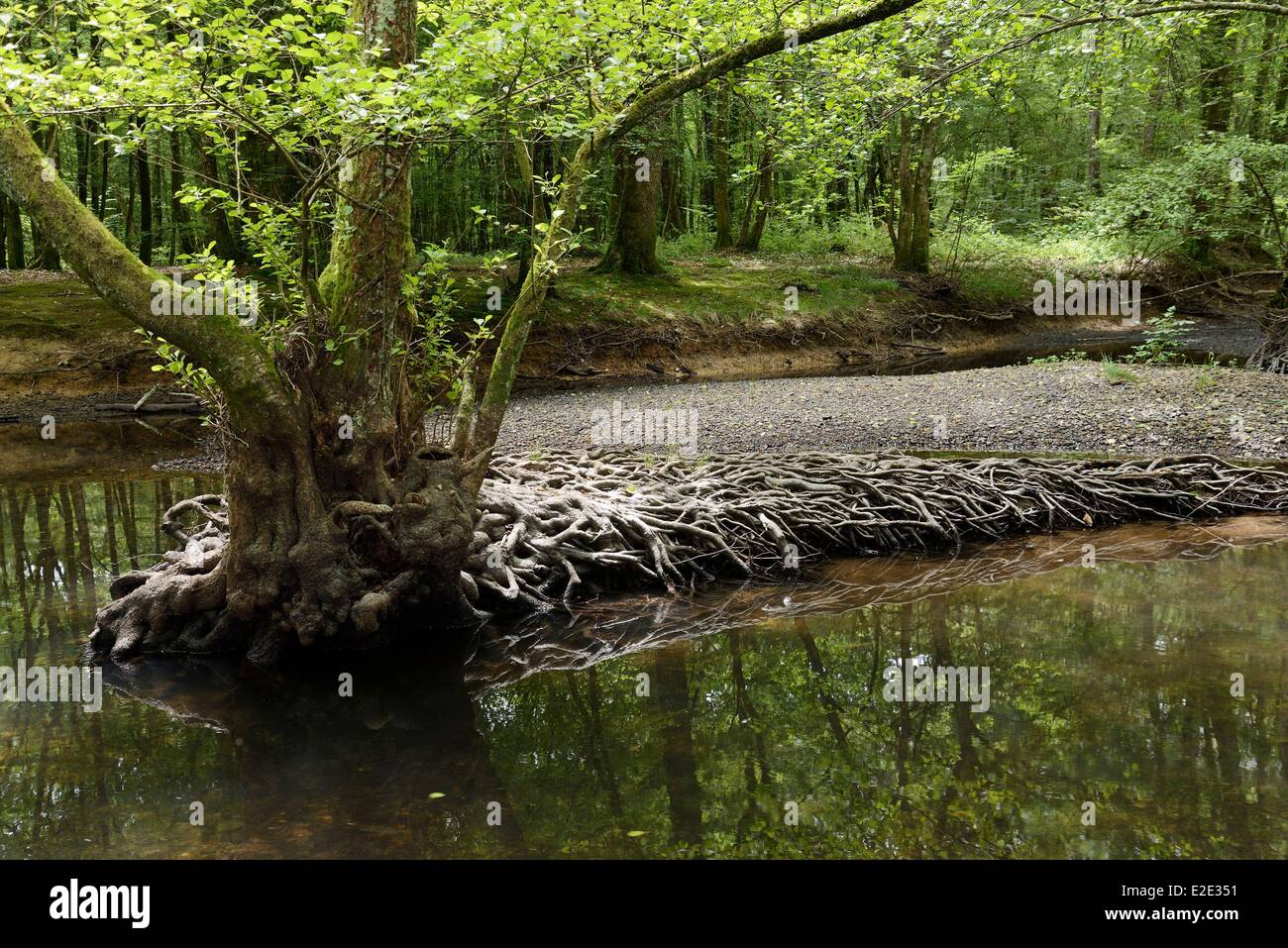 France Jura forêt de chaux vers Dole Moines rivière aulne forets Clauge lit  de gravier d'un système racine alder Photo Stock - Alamy