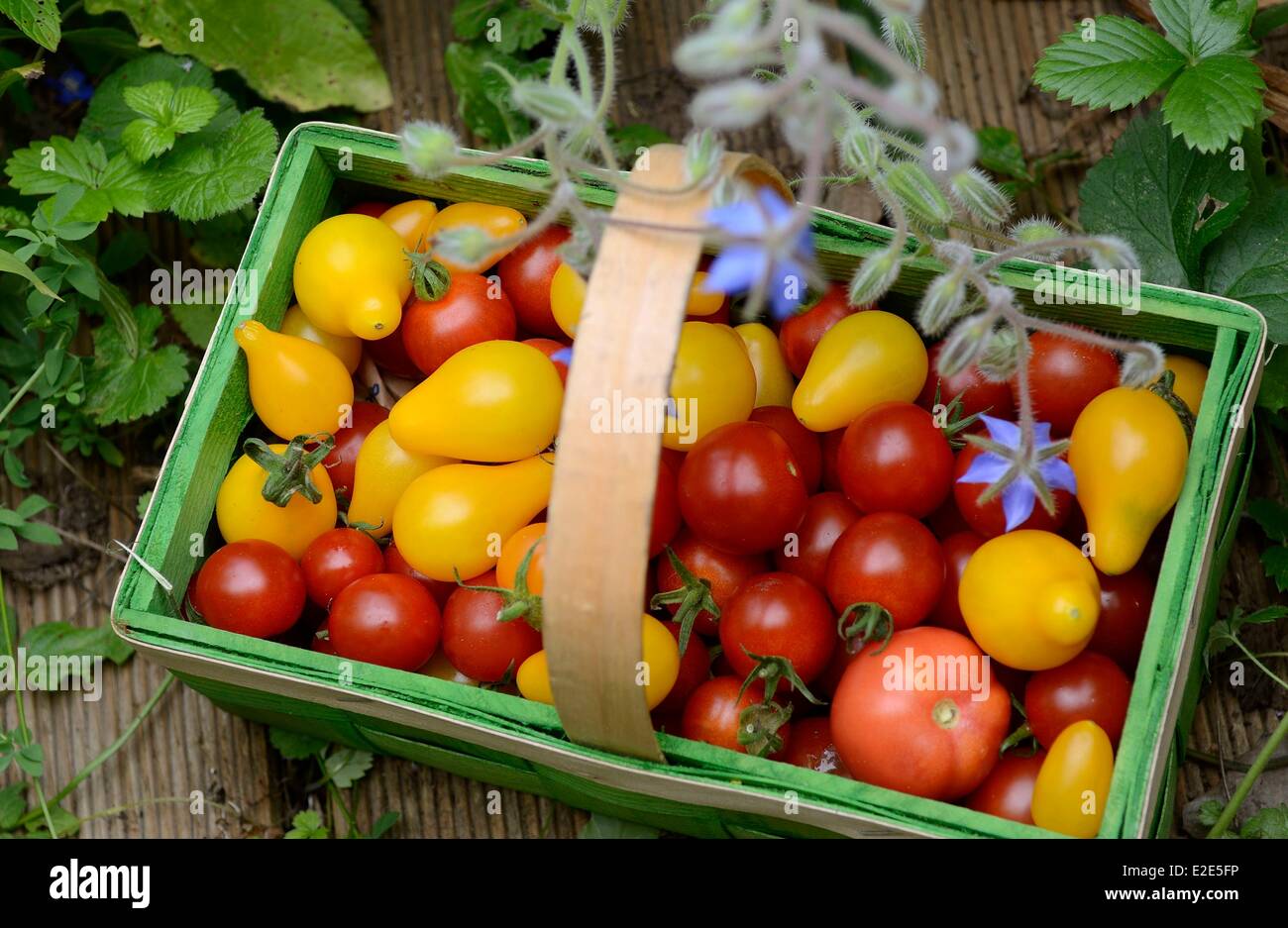 France Territoire de Belfort Belfort panier de légumes tomates (Solanum  lycopersicum) variétés toujours vert cerise et poire jaune Photo Stock -  Alamy