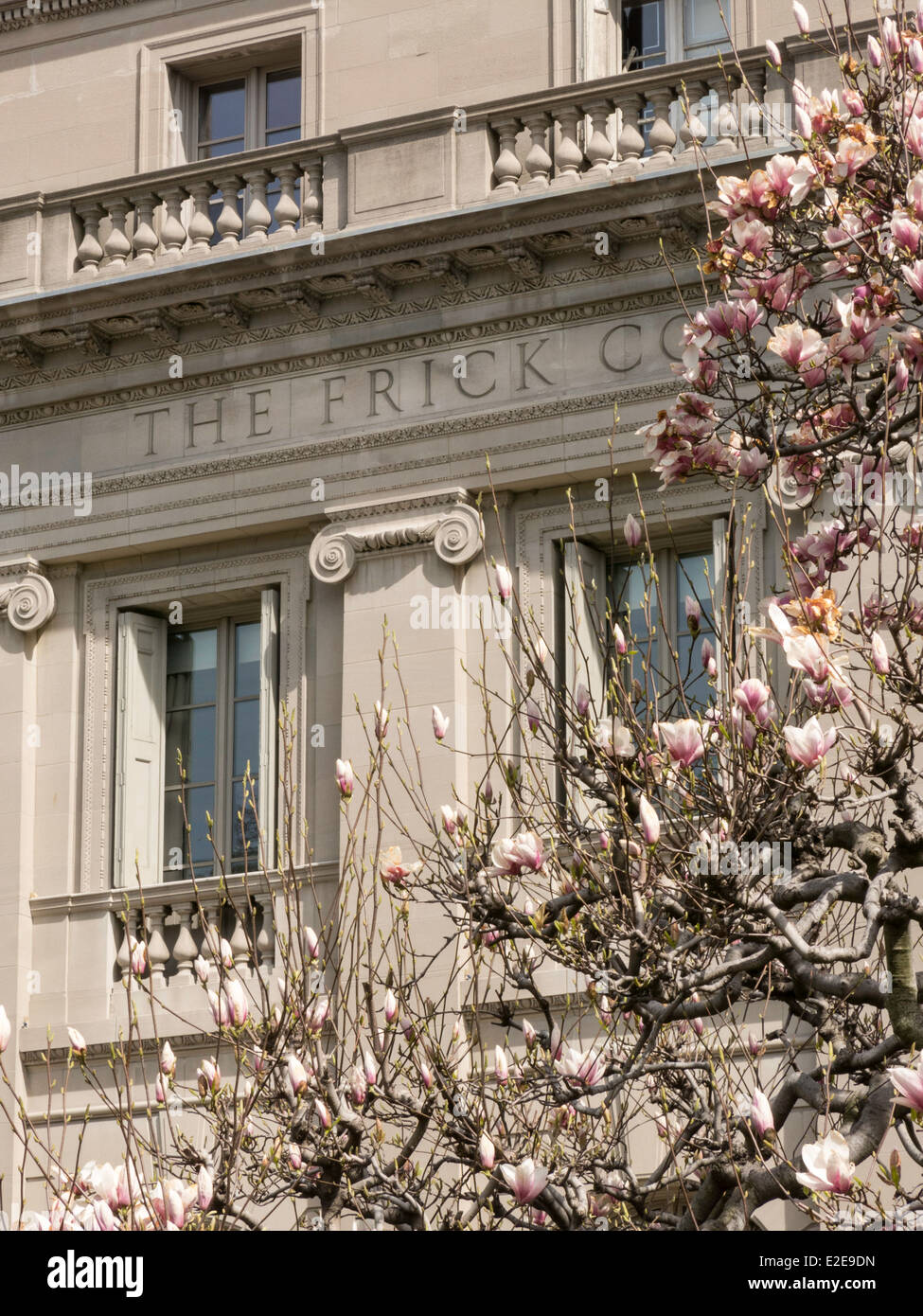 Un magnolia aux fleurs se trouve en face de la Frick Collection, New York City Museum, États-Unis Banque D'Images