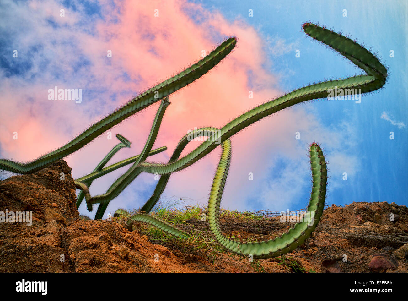 Cactus qui poussent sur la colline. Punta Mita, Mexique Banque D'Images