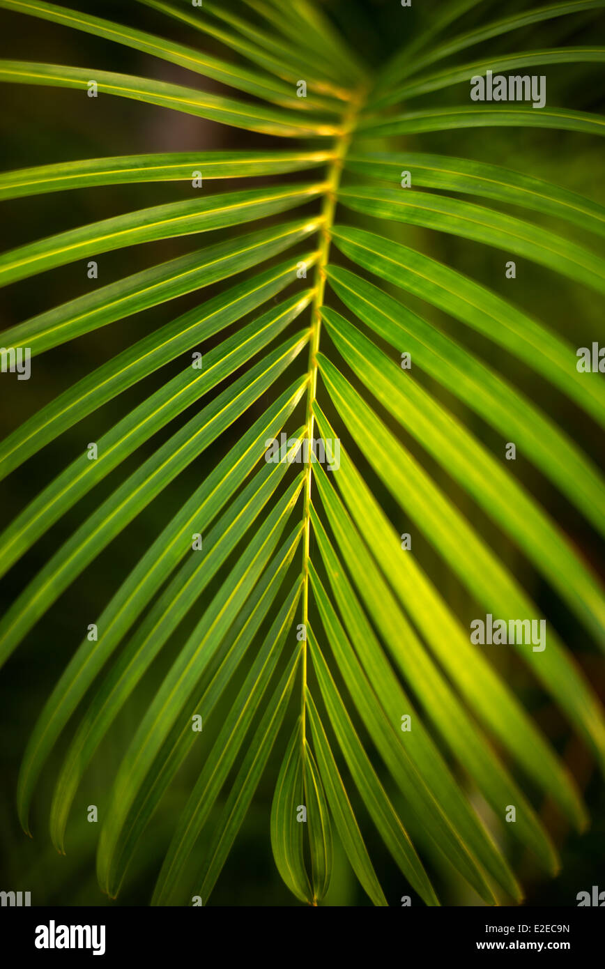 Close up of tropical plant. Le Mexique Banque D'Images