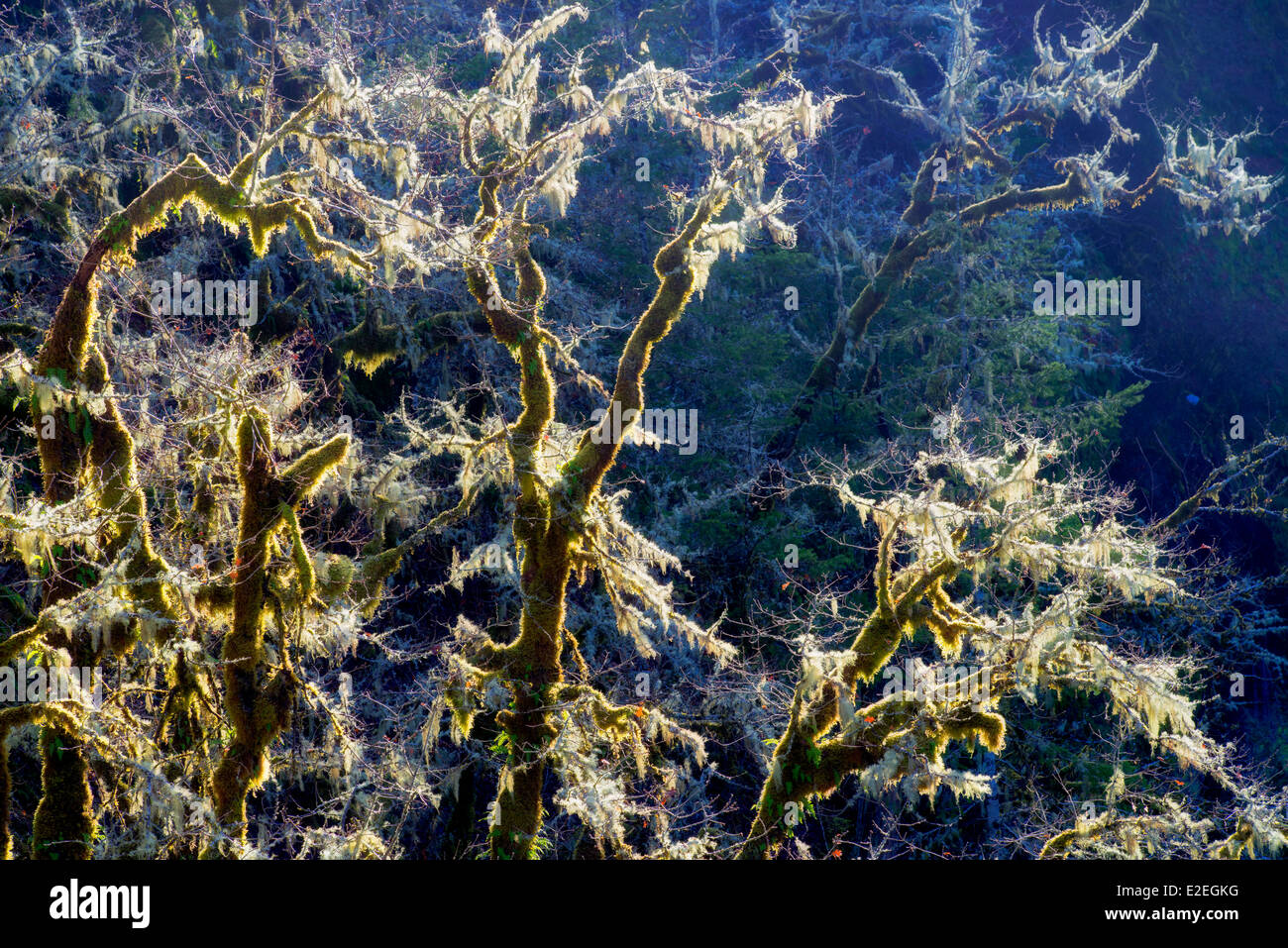 Moss rétroéclairé sur chênes. Eagle Creek, Oregon Banque D'Images