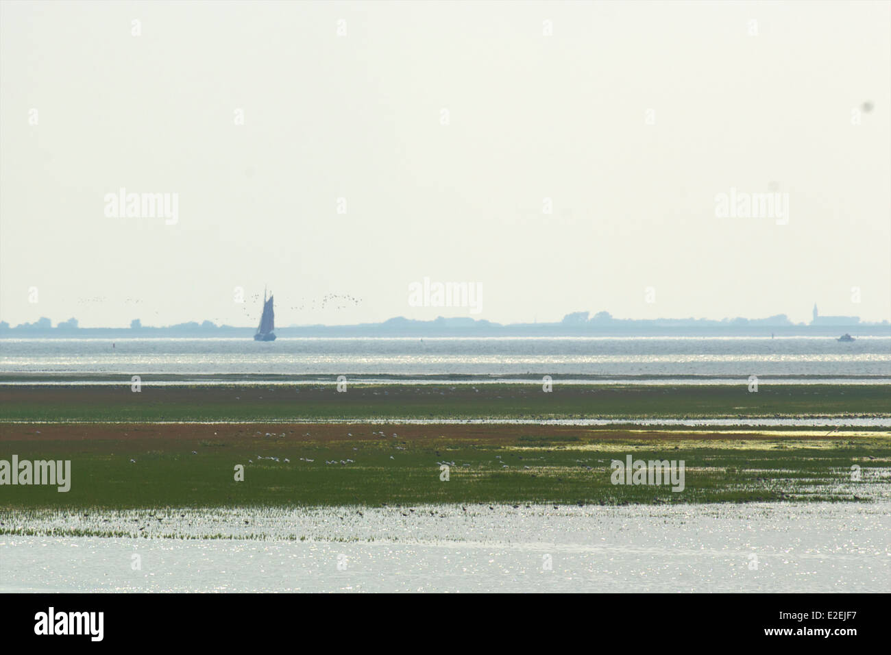 À marée basse, la mer des Wadden avec les oiseaux qui se nourrissent à partir de Schiermonnikoog avec le côte néerlandaise dans l'arrière-plan, les Pays-Bas Banque D'Images