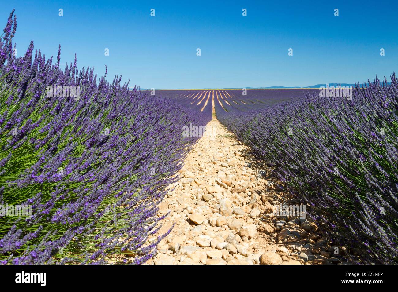 France Alpes de Haute Provence Parc Naturel Régional du Verdon (Parc