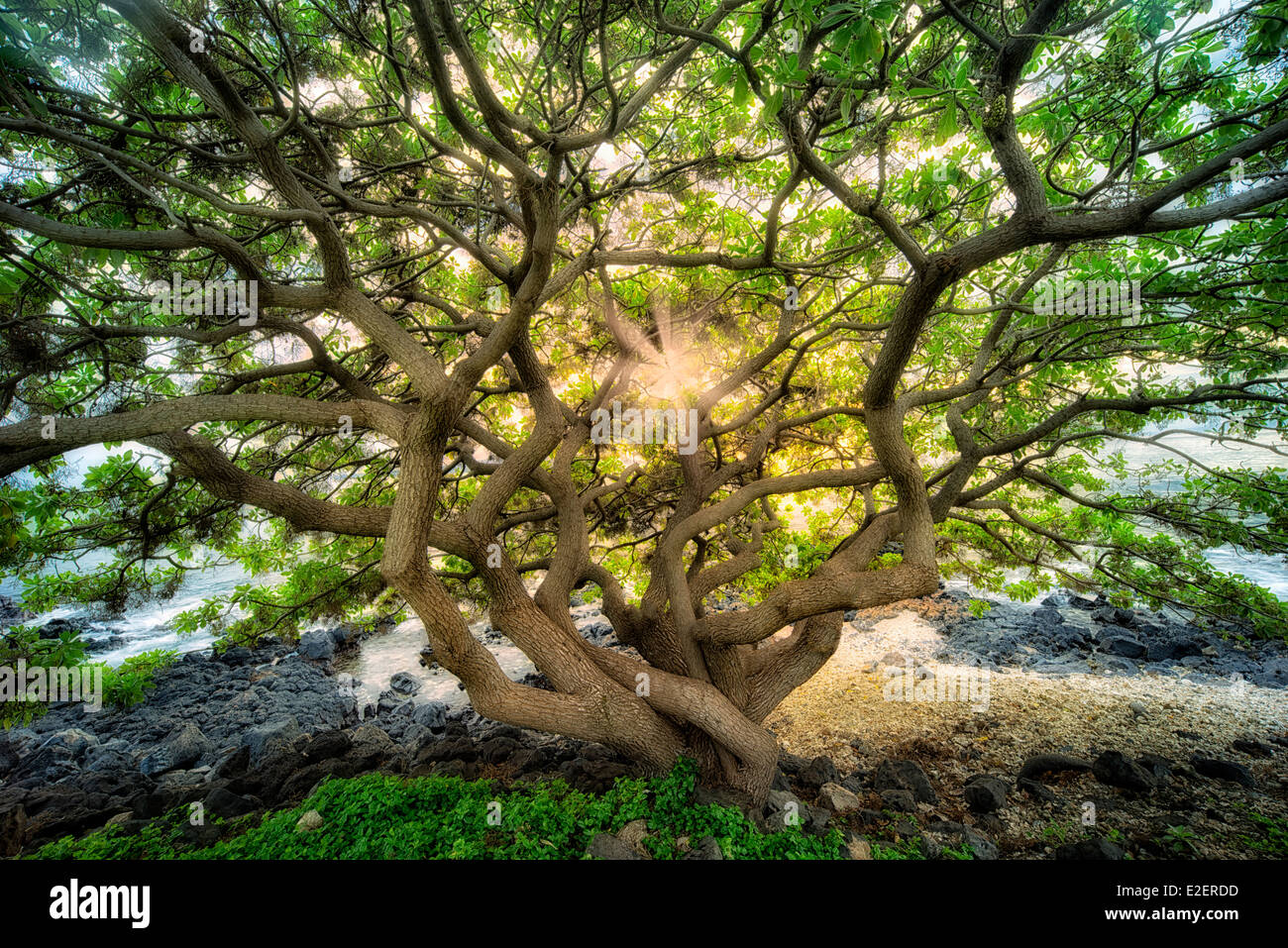 Arbre avec branches sauvagement non identifiés au coucher du soleil. Maui, Hawaii Banque D'Images
