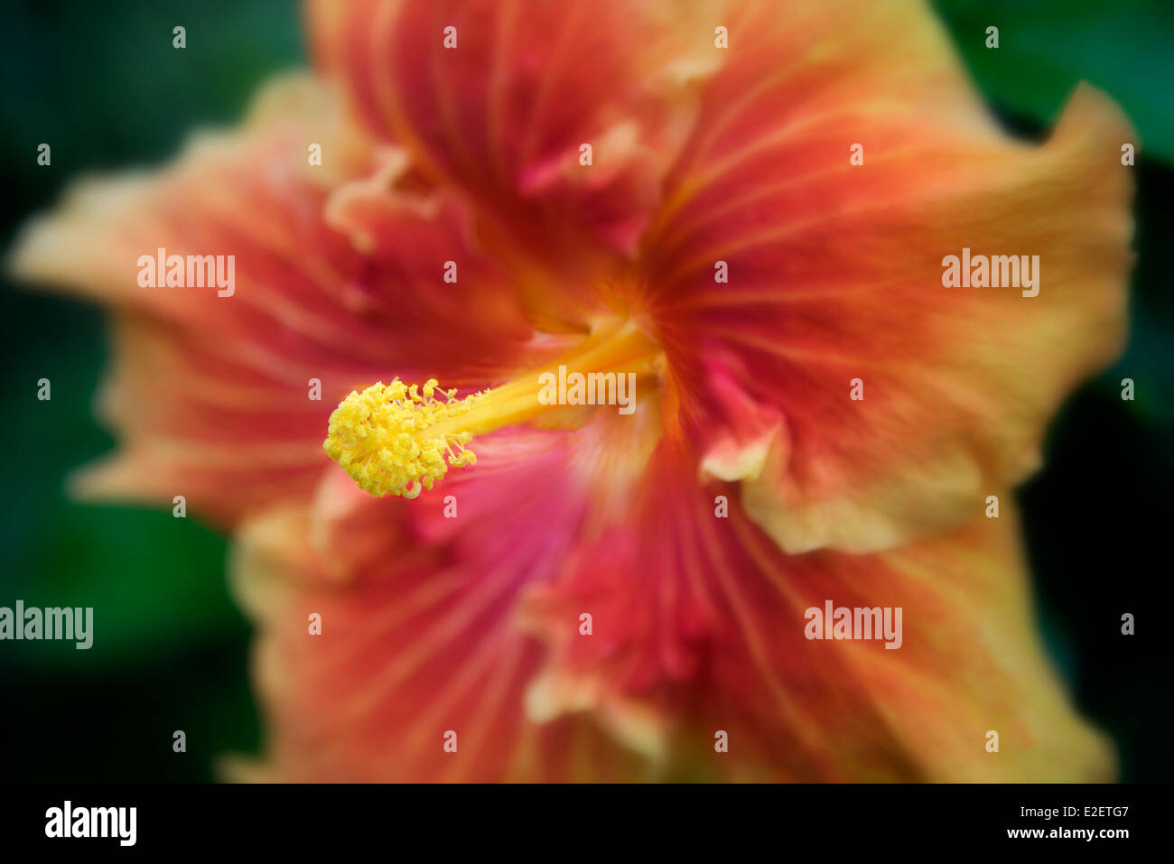 Close up of hybiscus fleur. Maui, Hawaii Banque D'Images