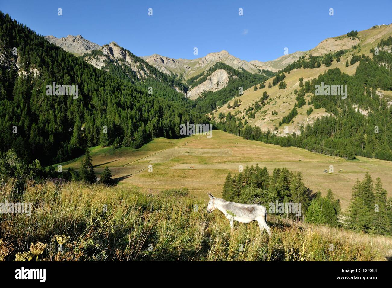 France, Hautes Alpes, Parc Naturel Régional du Queyras, MOLINES EN QUEYRAS Banque D'Images