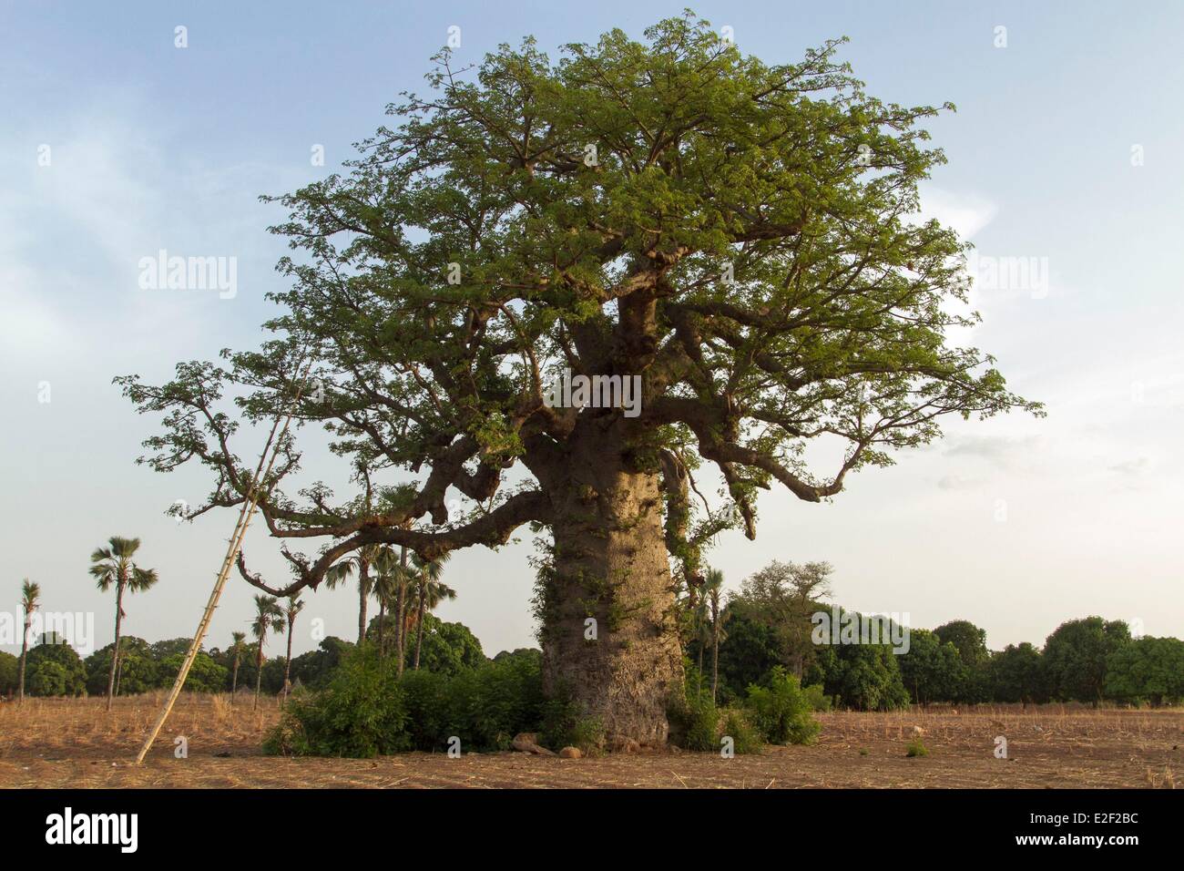 Le Burkina Faso, baobab en région Sénoufo Banque D'Images