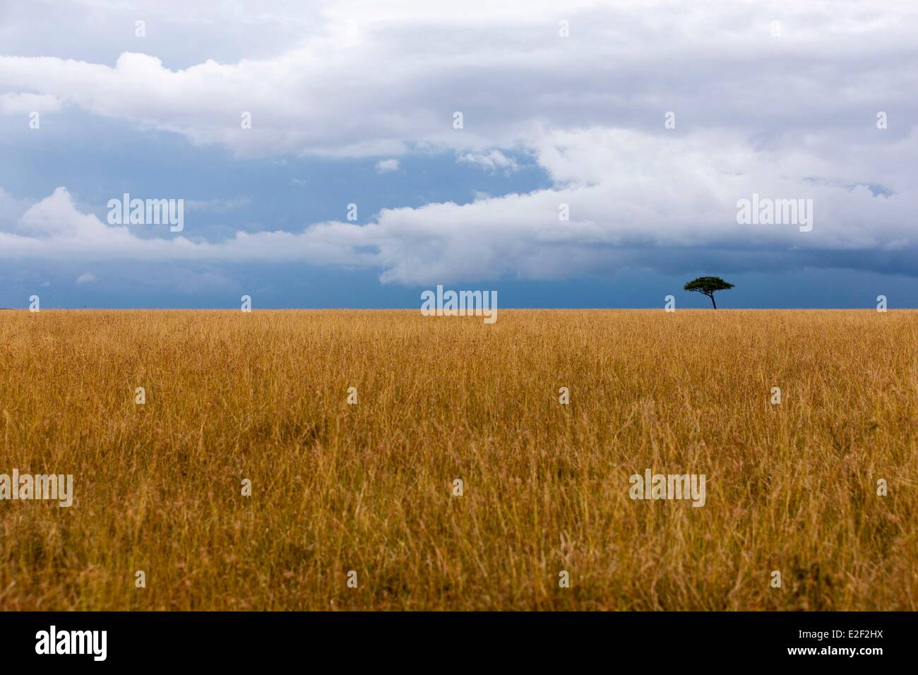 Au Kenya, la réserve Masai-Mara, saison sèche Banque D'Images