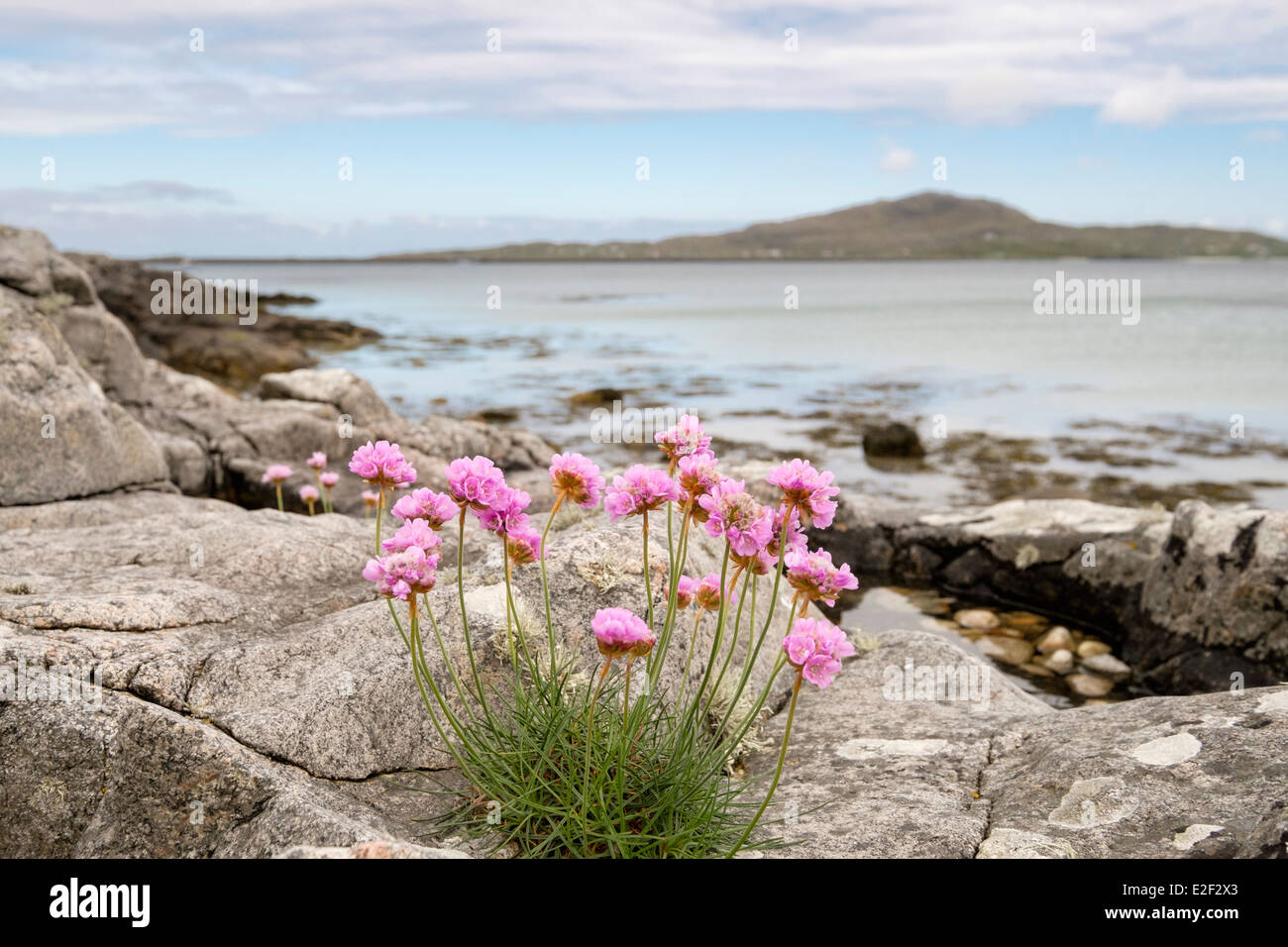 L'épargne / fleurs roses poussant parmi les rochers sur plage avec vue d'Eriskay. Kilbride South Uist Outer Hebrides Western Isles Banque D'Images