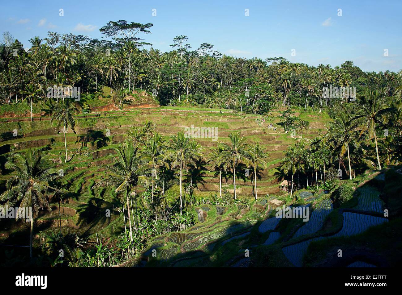 L'INDONÉSIE, Bali, Ubud, près de Tegalalang, champ de riz Banque D'Images