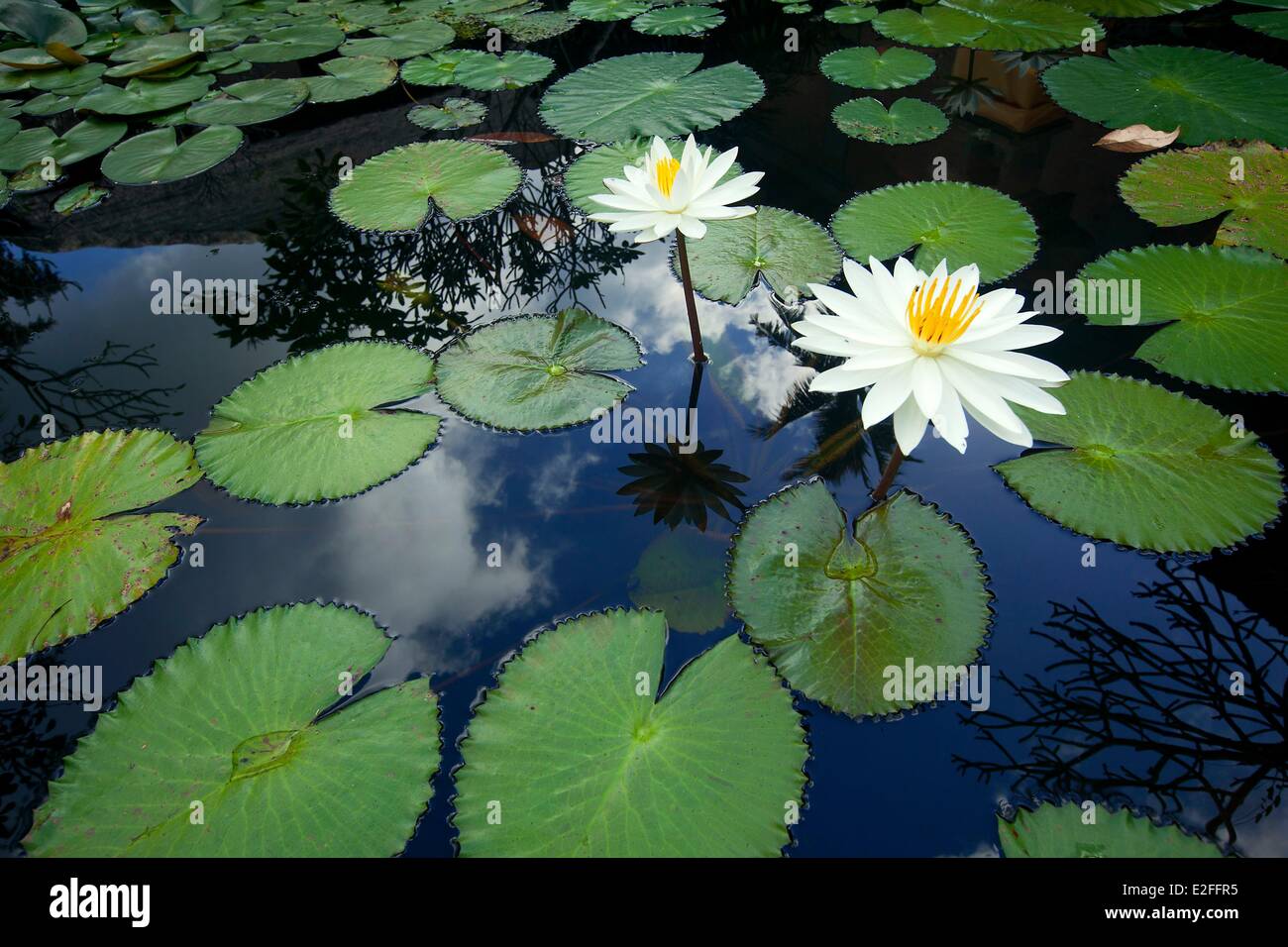 L'INDONÉSIE, Bali, Ubud, l'hôtel Amandari, fleurs de lotus Banque D'Images