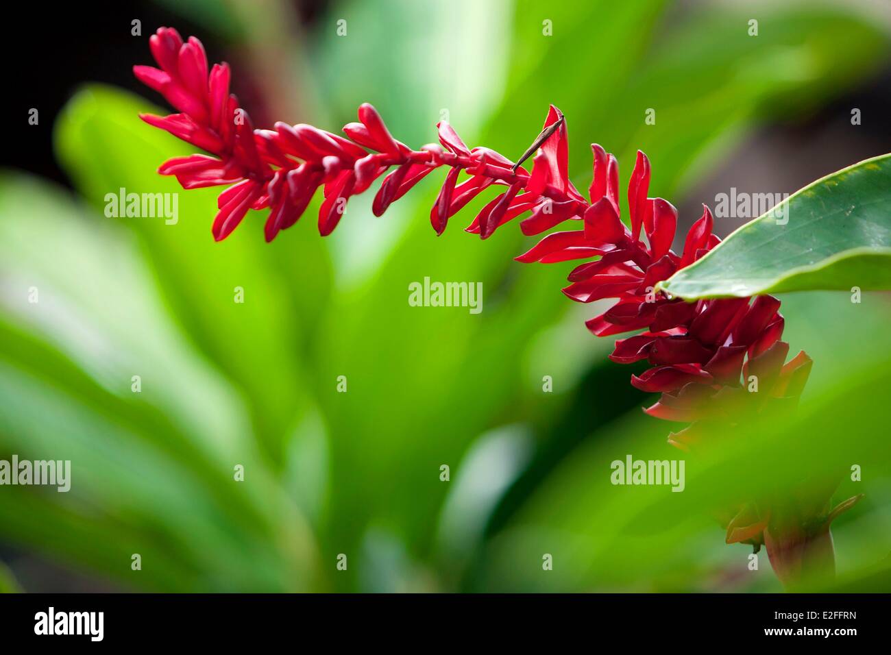 L'INDONÉSIE, Bali, Ubud, l'hôtel Amandari, Alpinia purpurata rouge (gingembre) Banque D'Images