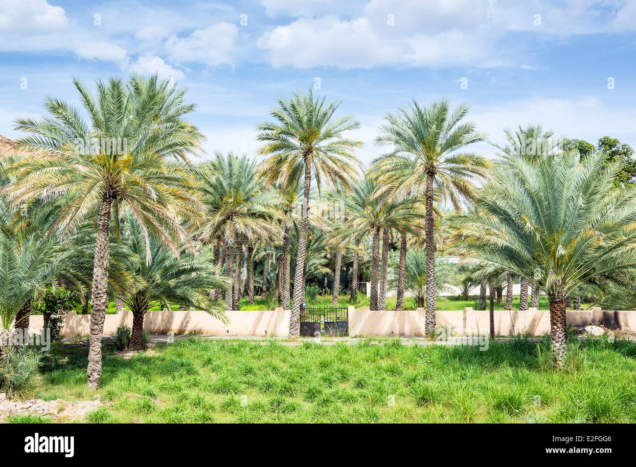 Image de palmiers de Birkat al mud en Oman Banque D'Images