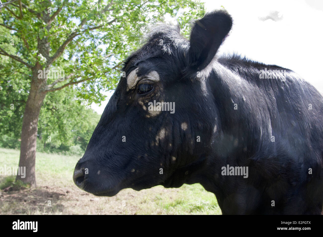 Des lésions de teigne, vache adultes Banque D'Images