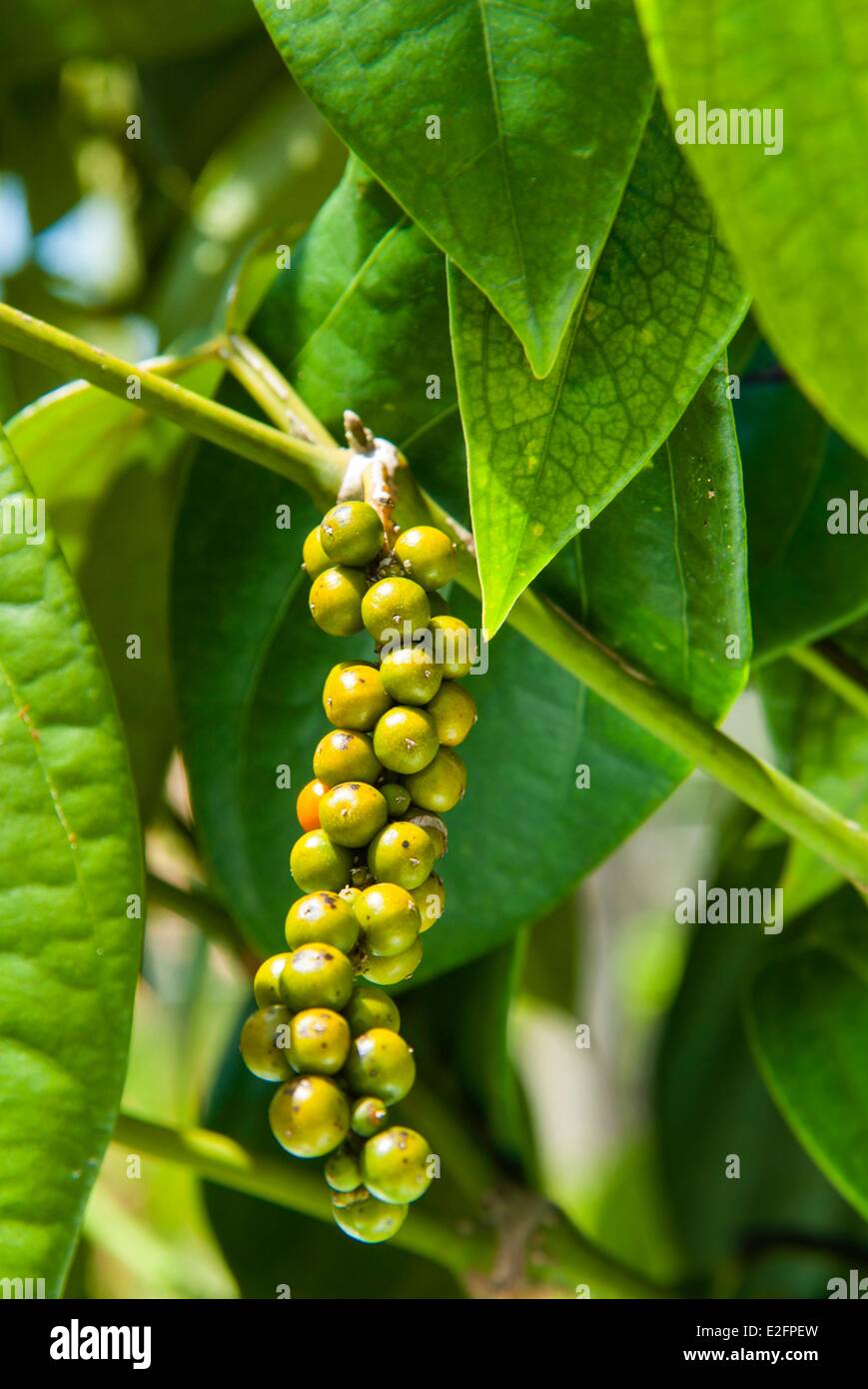 Malaisie Bornéo Malaisien Sarawak Kuching et Pepper Tree Fruit (Piper nigrum) Banque D'Images