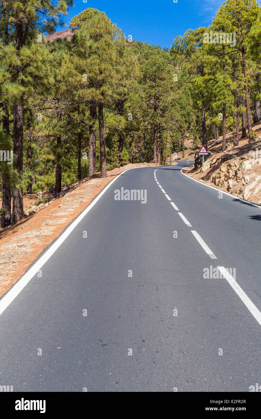 Espagne Canaries Tenerife Island route d'accès à Vilaflor Secteur de forêt de pins (Pinus canariensis) Banque D'Images