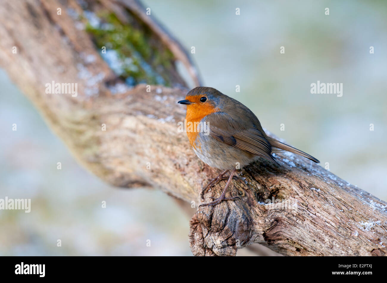 European robin (Erithacus rubecula aux abords) des profils perché sur une branche légèrement poudré de neige à Nethy Bridge dans les Cairngorms Banque D'Images