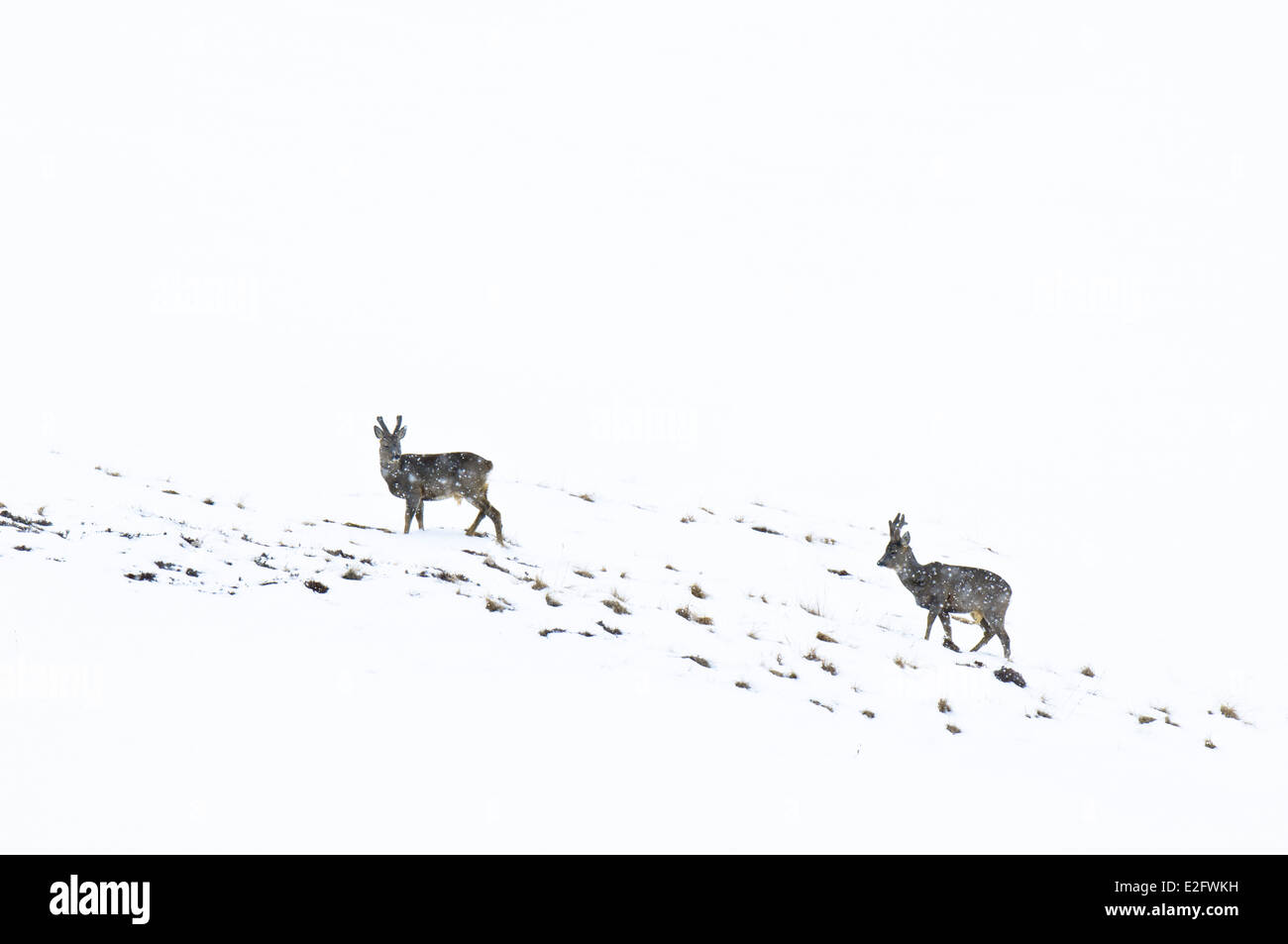 Le chevreuil (Capreolus capreolus) deux mâles en velours de marche à travers une averse de neige sur une montagne couverte de neige dans le Cairngorm Banque D'Images